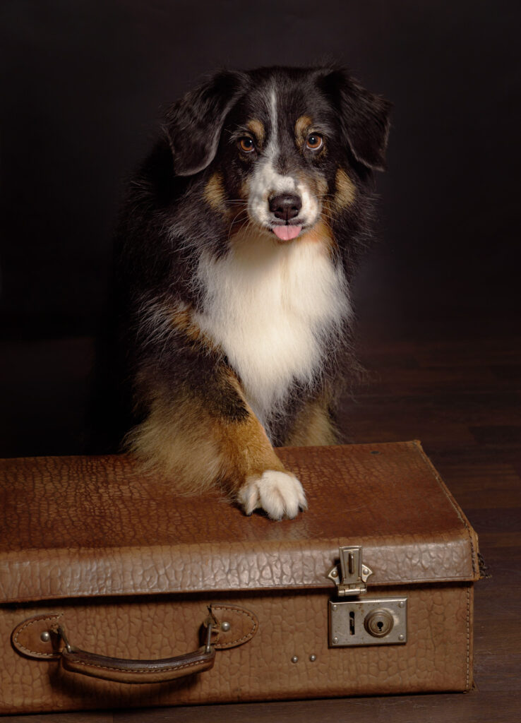 Tierfotografie Sigrid Gorke Sonthofen