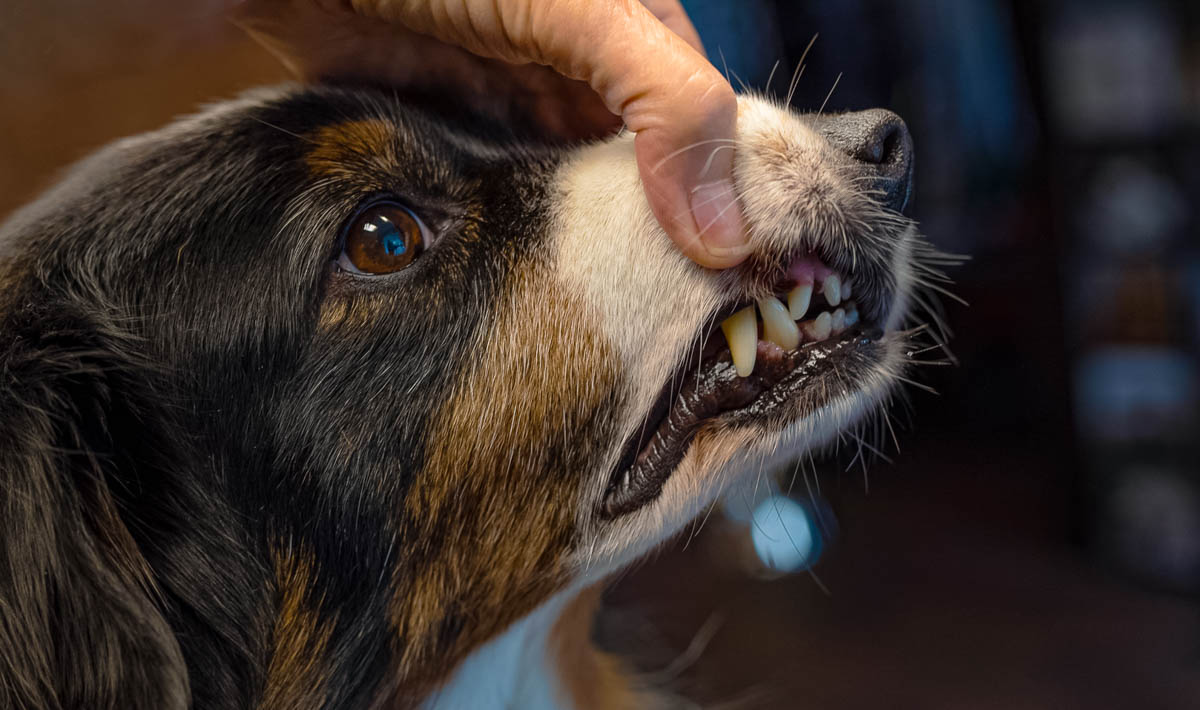 Tierfotografie Sigrid Gorke Sonthofen