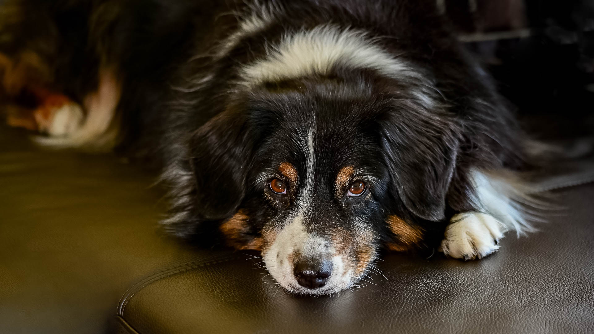 Tierfotografie Sigrid Gorke Sonthofen
